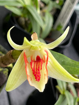 Dendrobium cruentum, Blooming Size in Bud/Flower