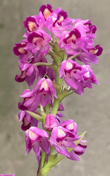 Polystachya perrini, in Flower/ Bud