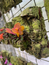 Dendrobium cuthbertsonii  - orange or red - Select Breeding - Mounted