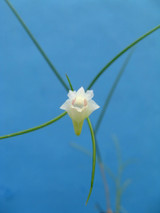 Dendrobium tenellum