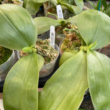 Phalaenopsis bellina coerulea