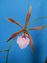 Encyclia bractescens