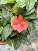 Dendrobium Aussie's Hi-Lo