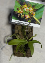 Gastrochilus sororius