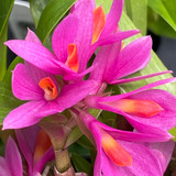 Dendrobium Baby Hibiki 