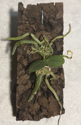 Phalaenopsis parishii 