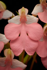 Habenaria Regnieri 'Rubenesque' AM/AOS