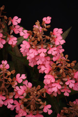 Habenaria Erich's Pink Thing 'Flower Power' CCE/AOS