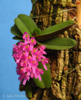 Schoenorchis tixieri, mounted
