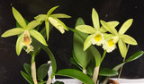 Brassolaelia hybrids, grower's choice