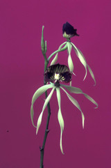 Encyclia cochleata. larger