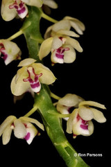 Tuberolabium kotoense, in spike