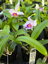Cattleya praestans (Laelia), BS in bud! 'Labio de Fascinacion'