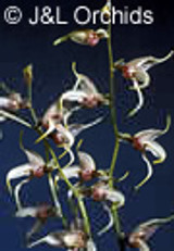 Masdevallia pachyura