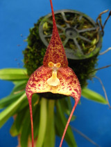Dracula nycterina