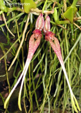 Bulbophyllum biflorum