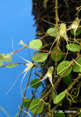 Trichosalpinx dirhamphis - J&L Orchids