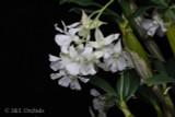 Dendrobium Mini Snowflake