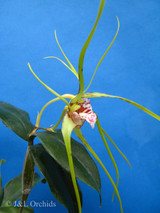 Dendrobium tetragonum