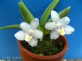 Pteroceras semiteretifolia, mounted