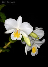 Dendrobium formosum