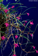Neolauchea pulchella