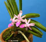 Stereochilus dalatensis