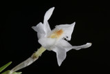 Dendrobium equitans