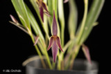 Pleurothallis allenii