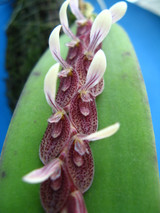 Pleurothallis strupifolia