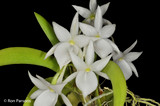 Angraecum leonis