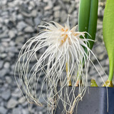 Bulbophyllum medusae