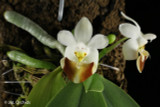 Phalaenopsis lobbii