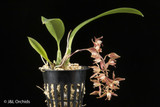 Macradenia multiflora