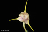 Masdevallia Amber