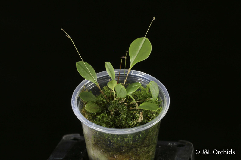 Lepanthes terborchii - J&L Orchids