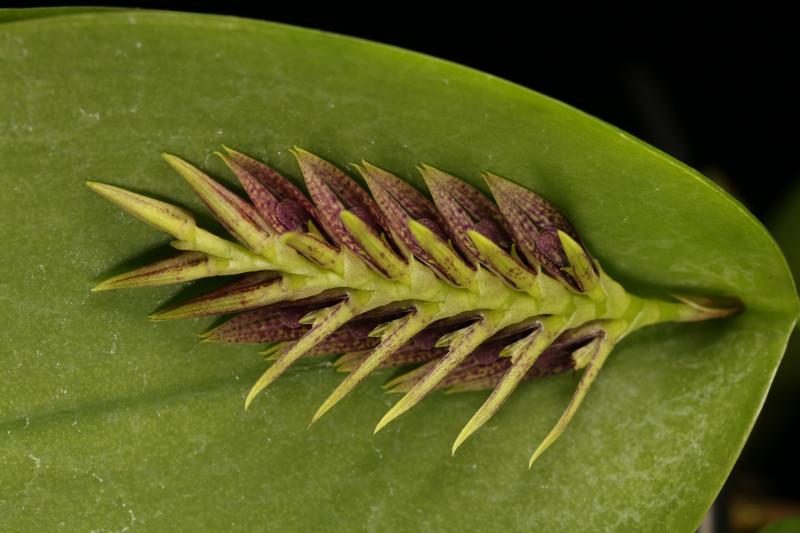 Pleurothallis pectinata J&L Orchids