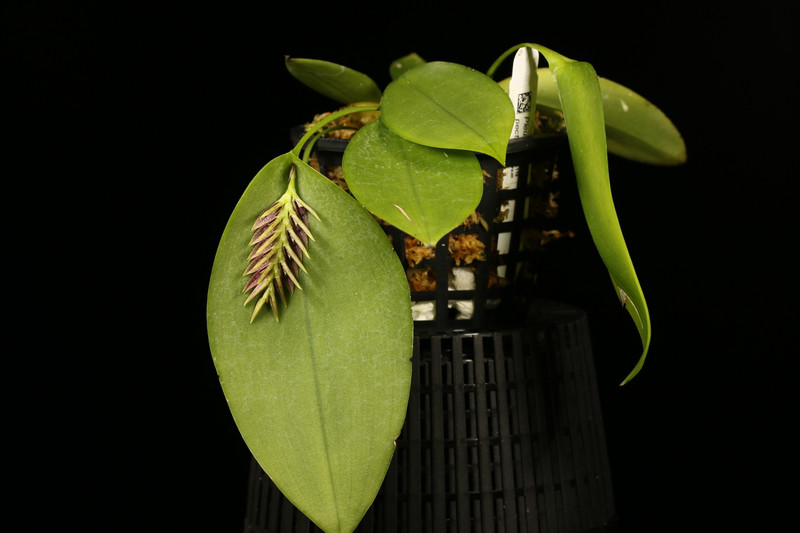 Pleurothallis pectinata J&L Orchids