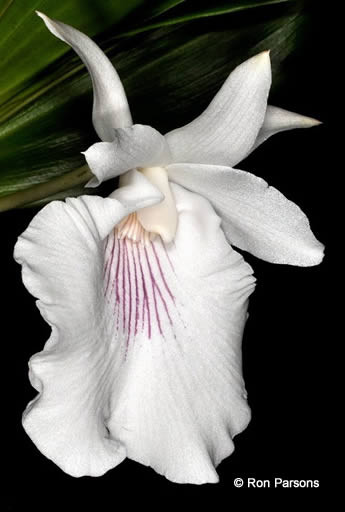 Cochleanthes amazonica - J&L Orchids