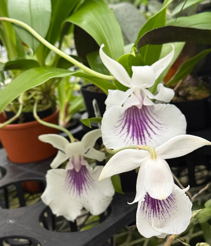 Cochleanthes amazonica - J&L Orchids