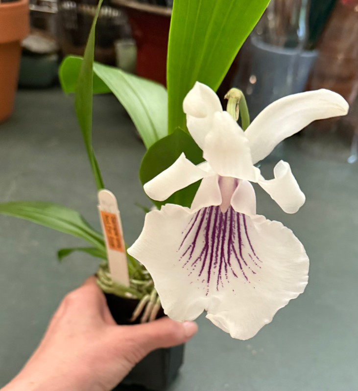 竹遊　竹香合　紫陽花に蝸牛 Cochleanthes amazonica - J&L Orchids