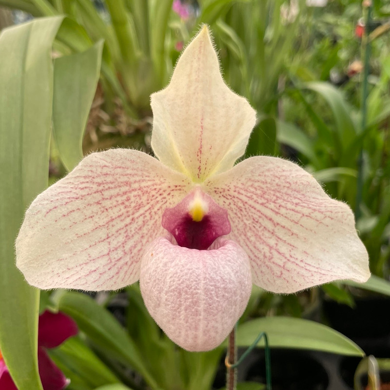 ［洋蘭交配種］Paph. Lynleigh Koopowitz 洋蘭交配種］Paph. Lynleigh Koopowitz