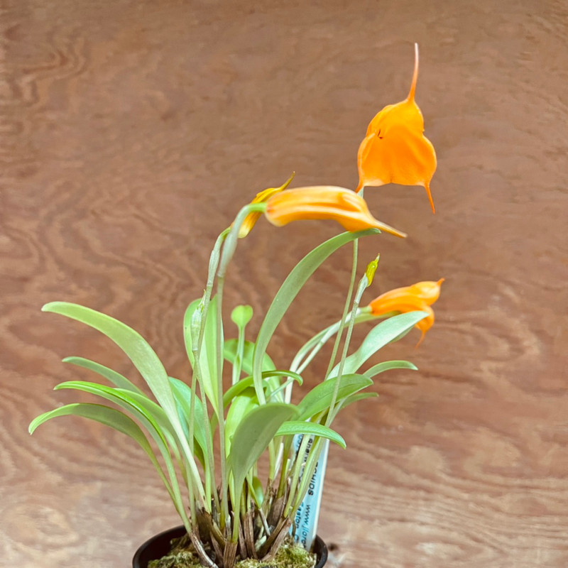 Masdevallia Maui Lollipop - J&L Orchids