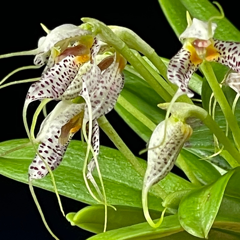 Masdevallia picturata - J&L Orchids