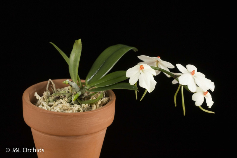 Aerangis luteoalba var. rhodosticta, mounted