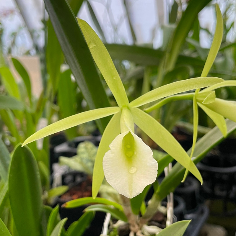 キラキラ⭐️　ボタニカル Procatavola Key Lime Stars - J&L Orchids