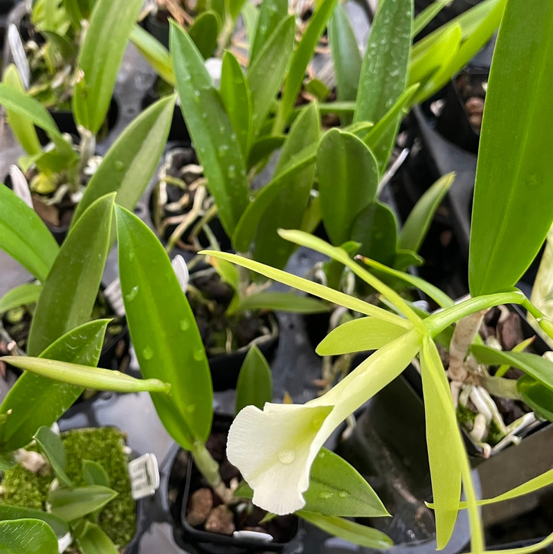 Procatavola Key Lime Stars - J&L Orchids