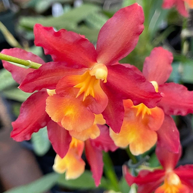 Wilsonara Firecat 'King Snake' - J&L Orchids