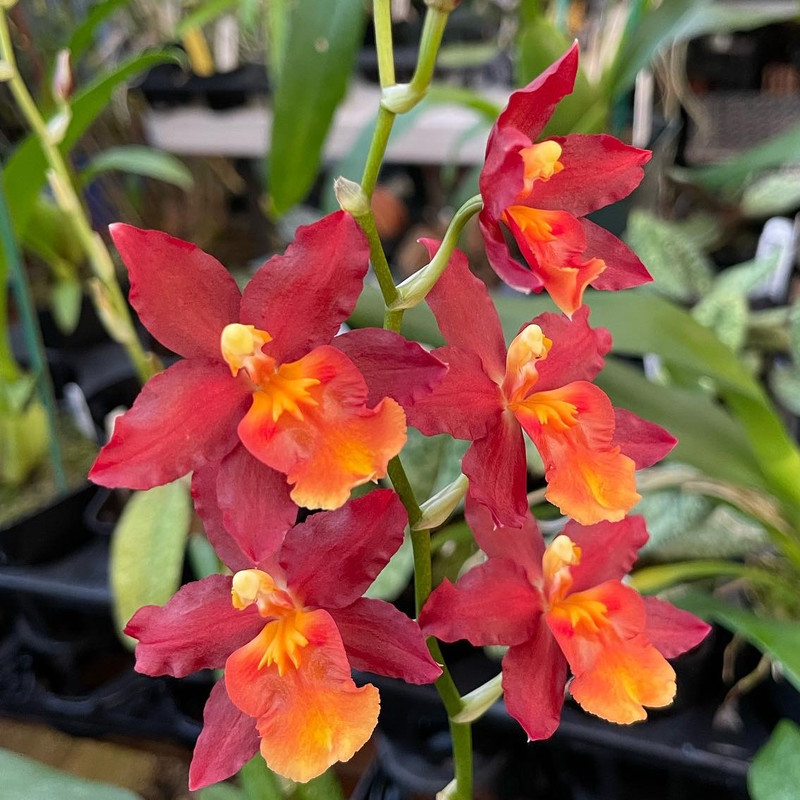 Wilsonara Firecat 'King Snake' - J&L Orchids