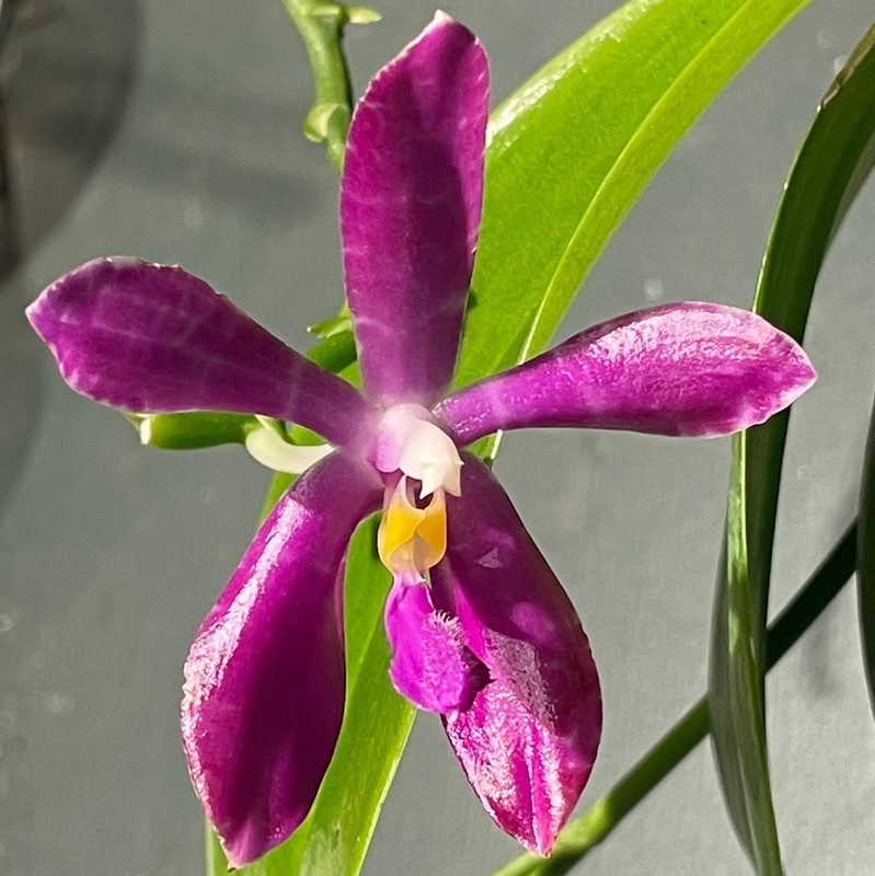 Phalaenopsis Alberla (tetraspis x pulchra) - J&L Orchids